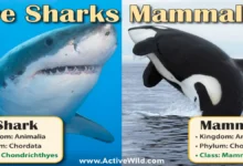 Are Sharks Mammals