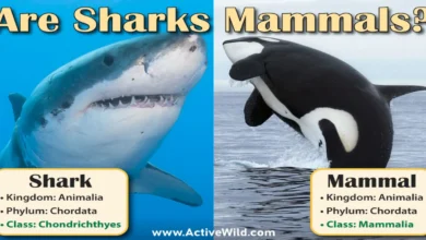 Are Sharks Mammals