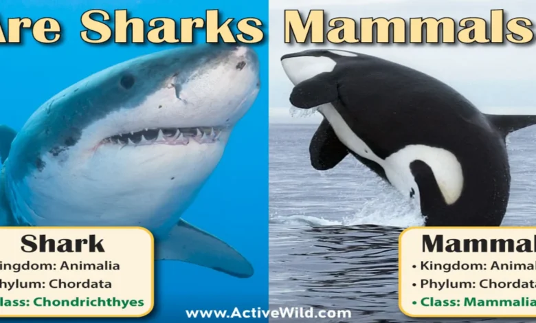 Are Sharks Mammals