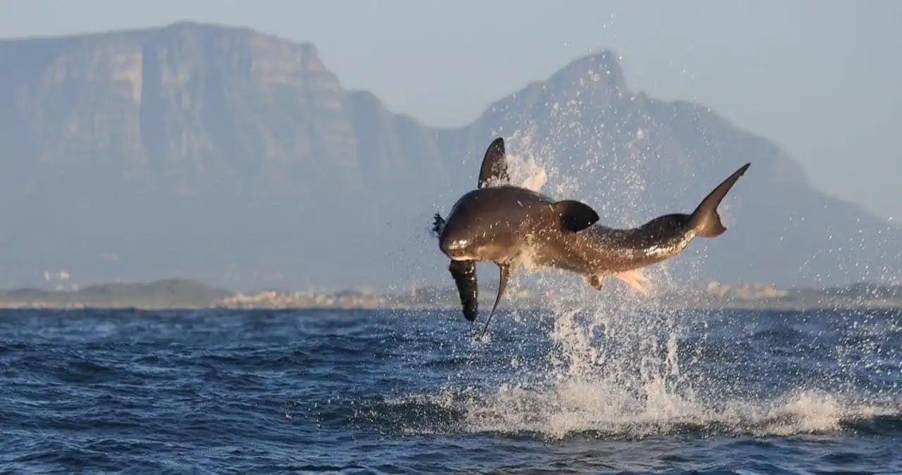 Are Sharks Mammals? A Deep Dive into the Mystery of Shark Classification