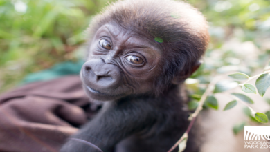 Nickname for Gorilla