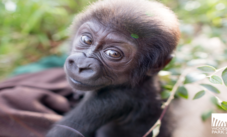 Nickname for Gorilla