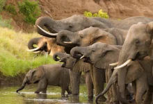 Names for Elephants
