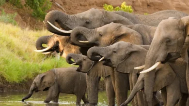 Names for Elephants