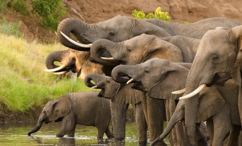 Names for Elephants
