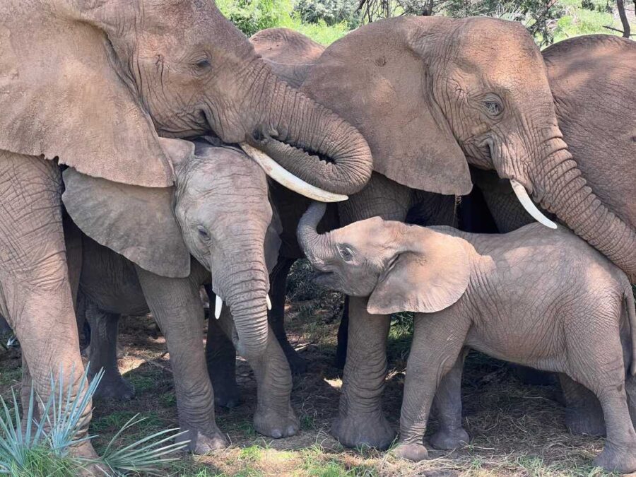 Names for Elephants: The Ultimate Guide to Naming the Gentle Giants